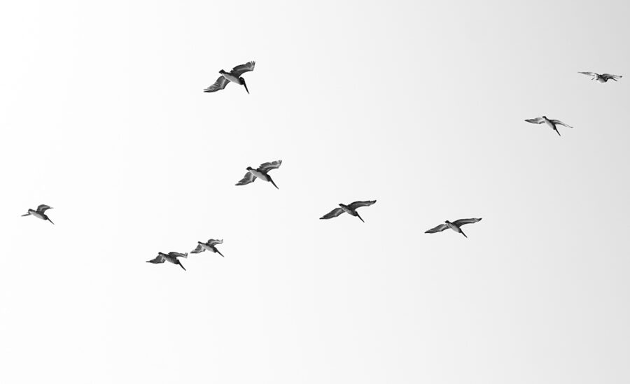 birds flying in the air